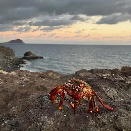 Albatros Oasis Park Ocean, Teide View, Heated Swimming Pool Appartement *