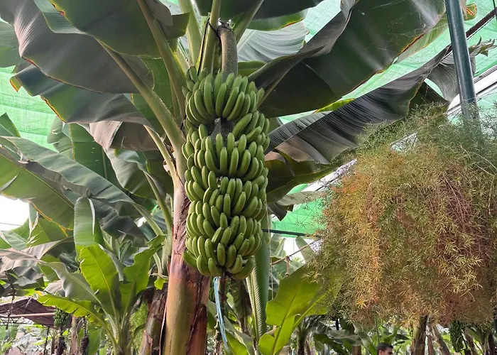 アパート Albatros Oasis Park Ocean, Teide View, Heated Swimming Pool サンミゲル・デ・アボナ